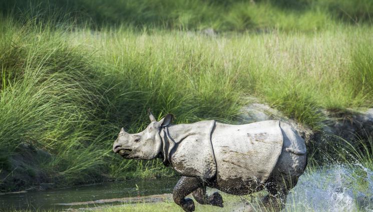 носорог - Наводненията в Индия убиха шест носорога!