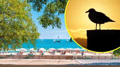 черна чайка Варна