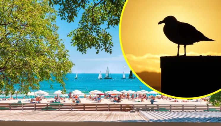 черна чайка Варна - ЛОША ПОЛИЧБА? Черна чайка се появи във Варна (СНИМКИ)