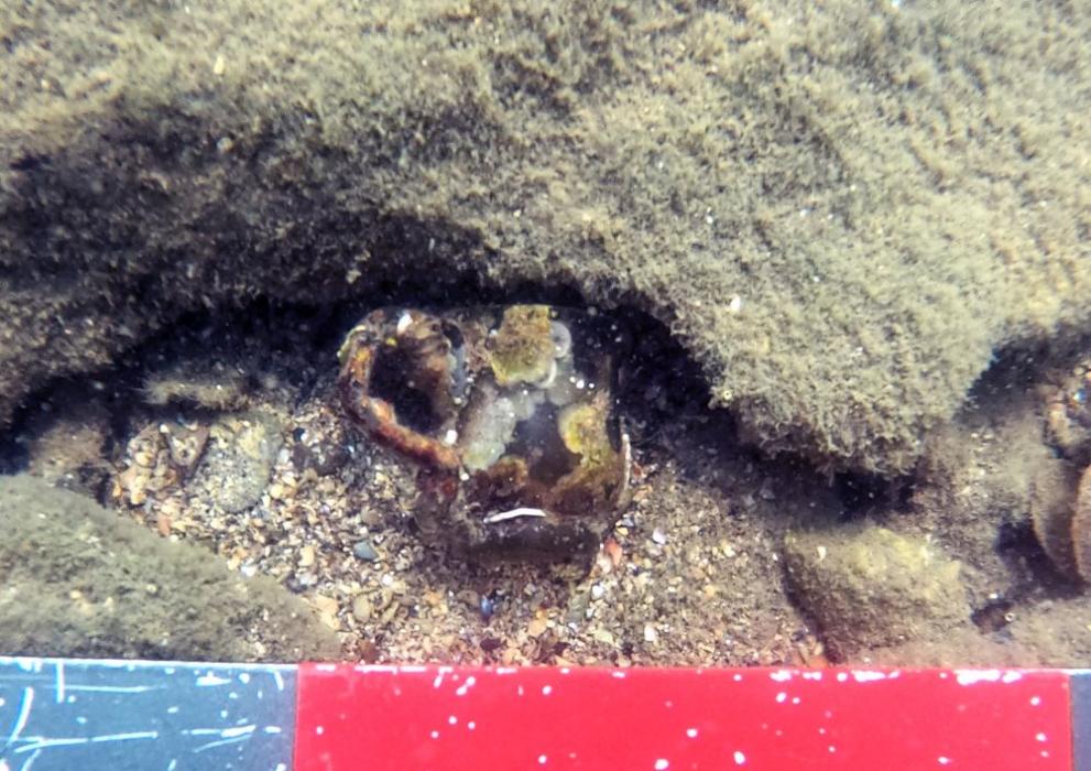  Ченгене скеле 