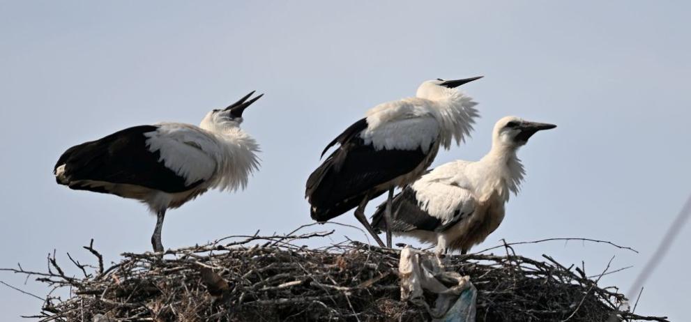  щъркелчета 