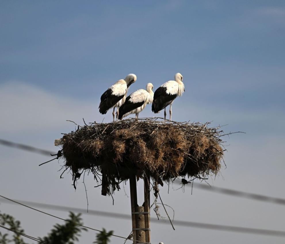  щъркелчета 