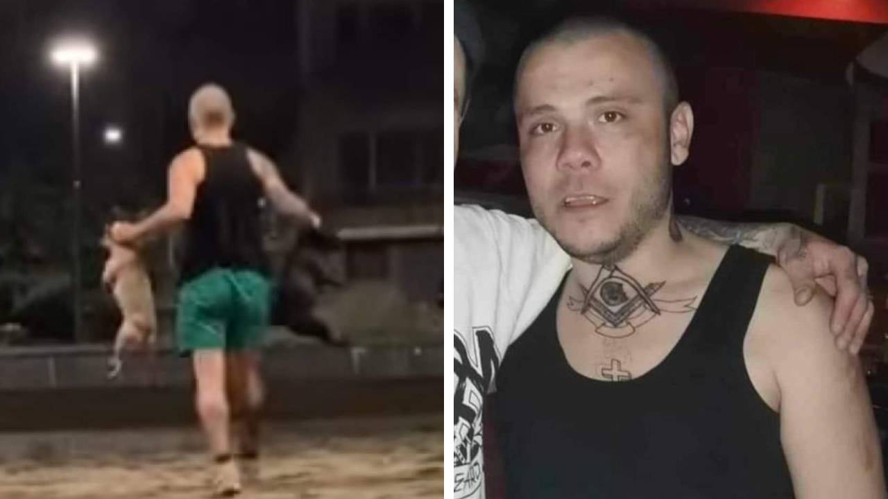 мародер кучета