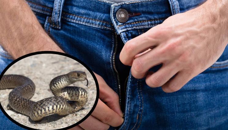 змия - ПЪЛНО БЕЗУМИЕ: Ненормалник си напъха над 100 змии в гащите! (ВИДЕО)