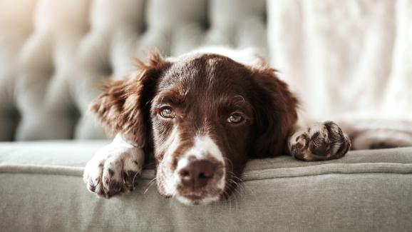7 знака, че кучето ви е отегчено