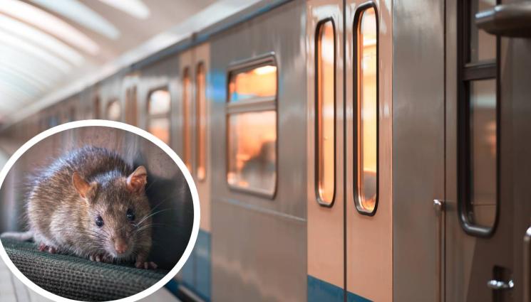 плъх - ФИЛМ НА УЖАСИТЕ: Плъхове с размерите на котка нападнаха метро! (ВИДЕО)