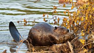 Бобри Ако знаете нещо за тях то е че те