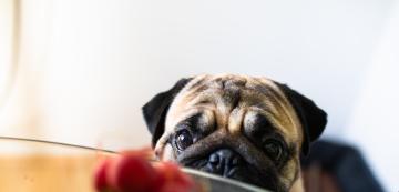 Могат ли кучетата да ядат репички?