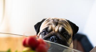 куче репички