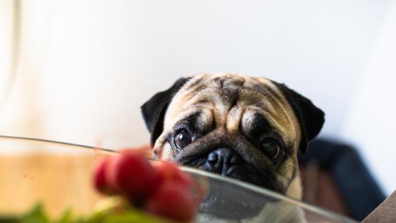 Могат ли кучетата да ядат репички?