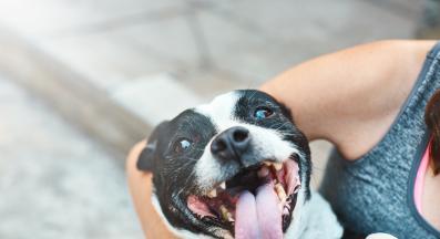 куче усмивка