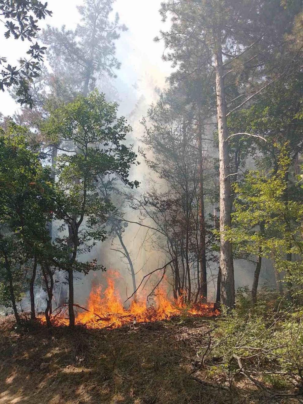  пожар Пловдивско 