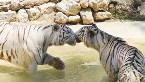 бенгалски тигри