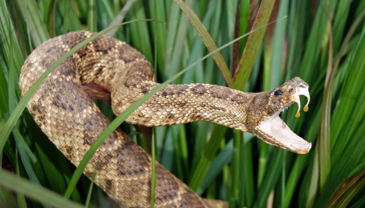 змия пепелянка - ЕКШЪН В ДЕТСКА ГРАДИНА: Отровна змия нападна ясла, охранителка я прегриза!
