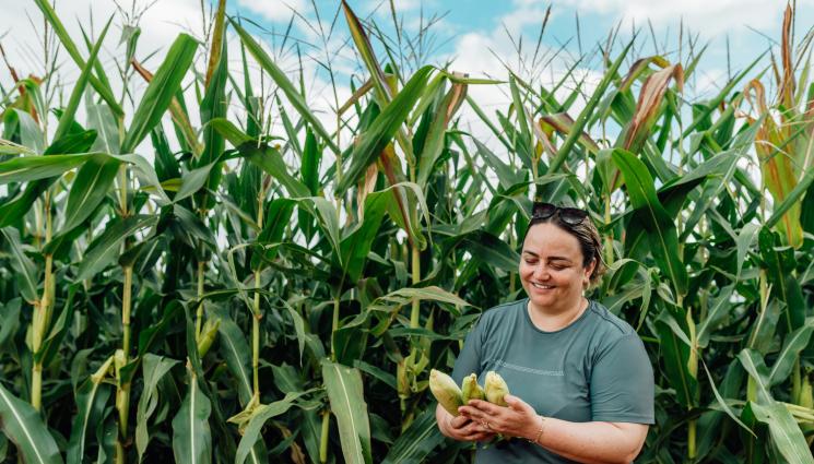 царевица - Агро Телеграф: Риск от топлинен стрес и пригор