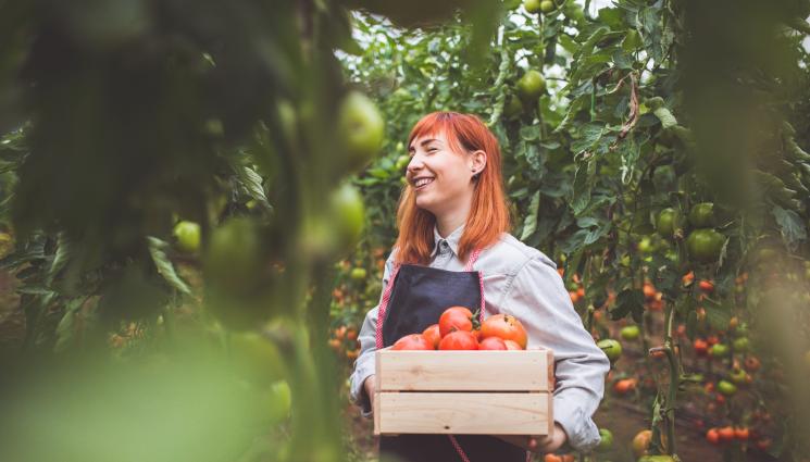 домати - Агро Телеграф: Биомлякото и картофите пак чужди