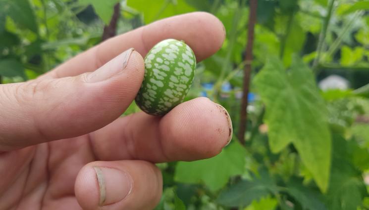 Мелотрия - Агро Телеграф: Африканската краставица е чудесна за салата