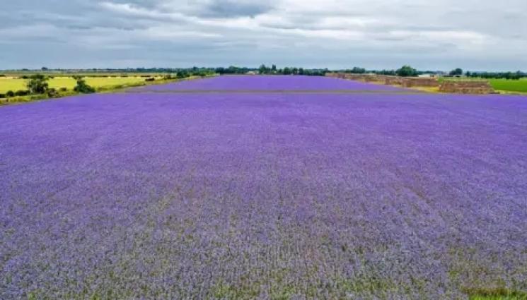 NUM3 - Агро Телеграф: Лилаво поле стана загадка в социалните мрежи