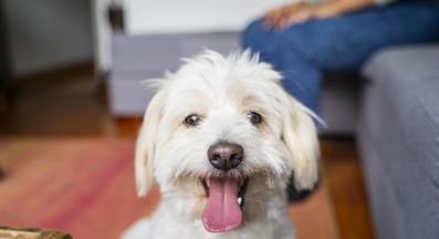 куче щастливо