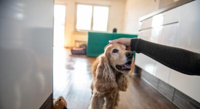 куче щастливо