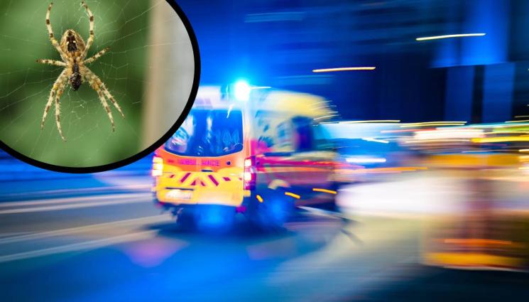 паяк - ПОЧИВКА ОТ АДА: Летовник загина след ухапване от паяк!