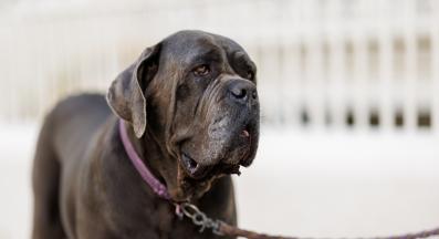 куче разходка