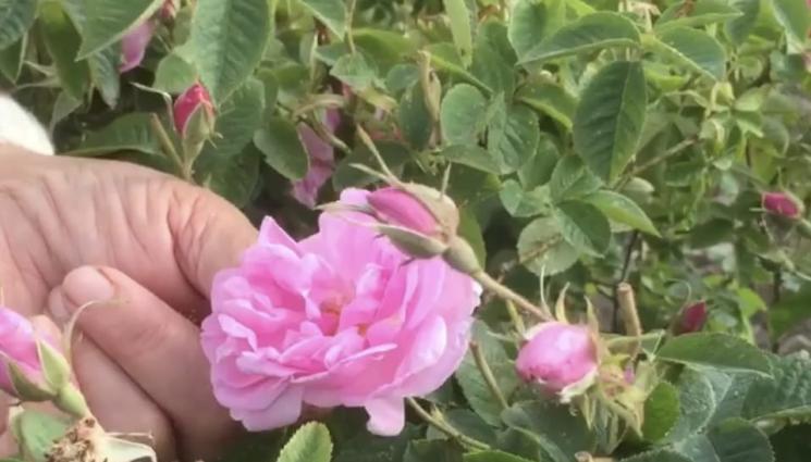 роза - Пожар погълна розова градина в Каравелово