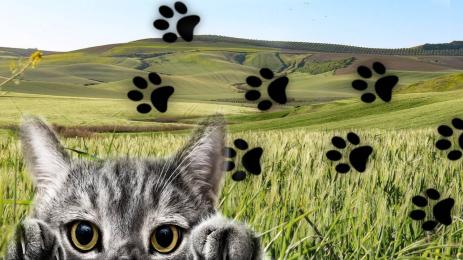 котка тъпки