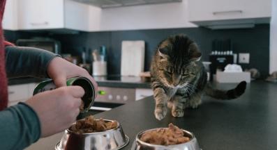 хранене на котка