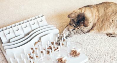 котка се храни