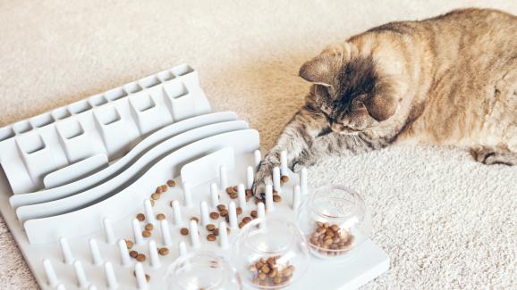 Три съвета за хранене, които ще направят котката ви по-щастлива и здрава