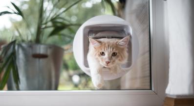 домашна котка