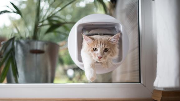 Пет начина да осигурите безопасен достъп на котката си навън