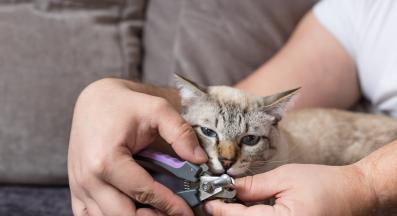изрязване на котешки нокти