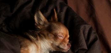 Как да научите кученцето си да спи през нощта