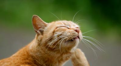 котка и бълхи