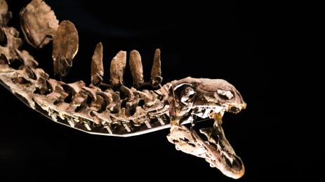 стегозавър