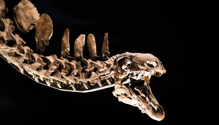 стегозавър - РЕКОРД: Продадоха скелет на стегозавър за 44 милиона долара! (ВИДЕО)