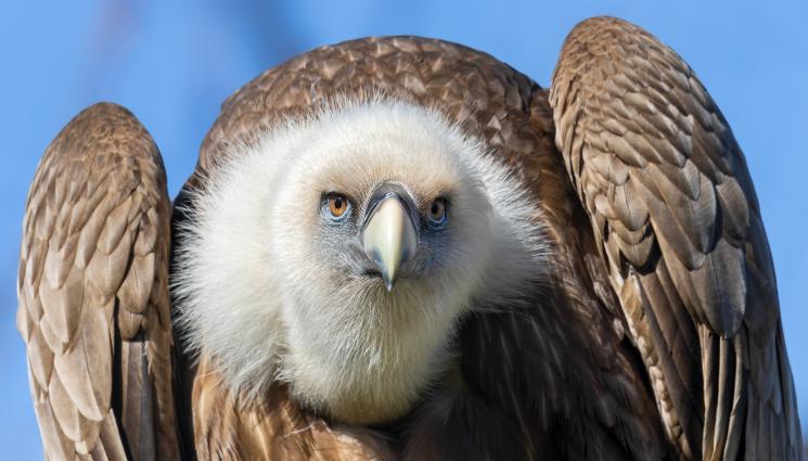 Лешояд - УБИХА РЯДЪК ЛЕШОЯД СЛЕД САМО 5 ГОДИНИ ЖИВОТ В ДИВАТА ПРИРОДА!