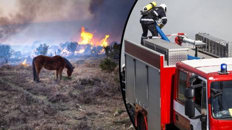 пожар животни