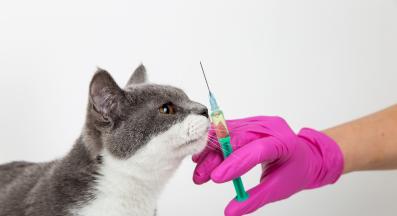 поставяне на ваксина на котката
