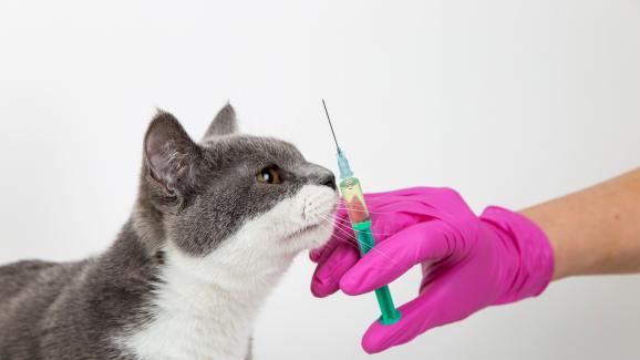 Какво да очаквате след поставяне на ваксина на котката