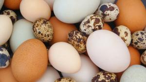 Конфискуваха яйца на редки птици на стойност 500 000 долара