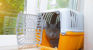 котка във ветеринарен кабинет