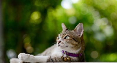 котка навън