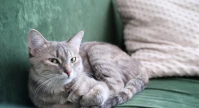 домашна котка