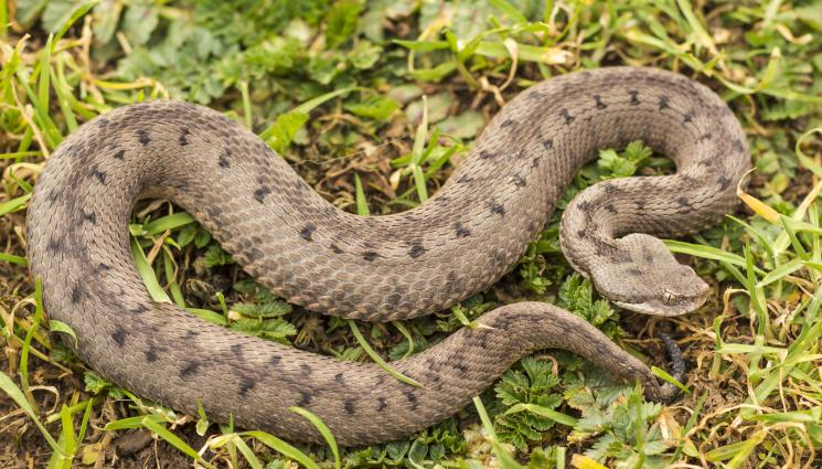 змия - Какво да правим или да не правим след ухапване от змия?