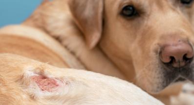 куче дерматит