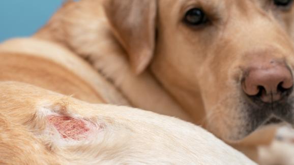 Кожни проблеми и кожни състояния при кучетата