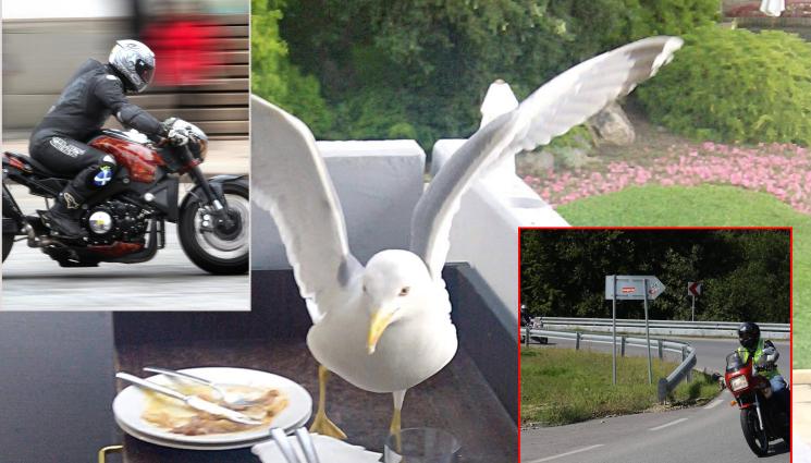 чайки - НАД 10 000 СИГНАЛА ЗА ШУМ: Чайки надвикват моторите по морето!